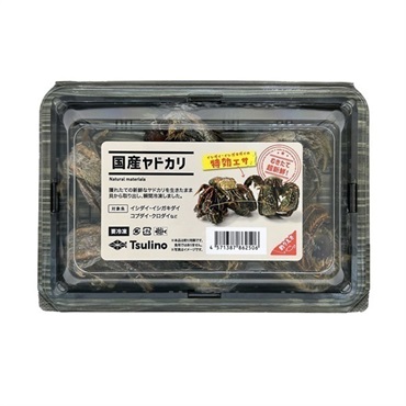 店頭販売限定品】国産ヤドカリ | イシグロ公式オンラインショップ