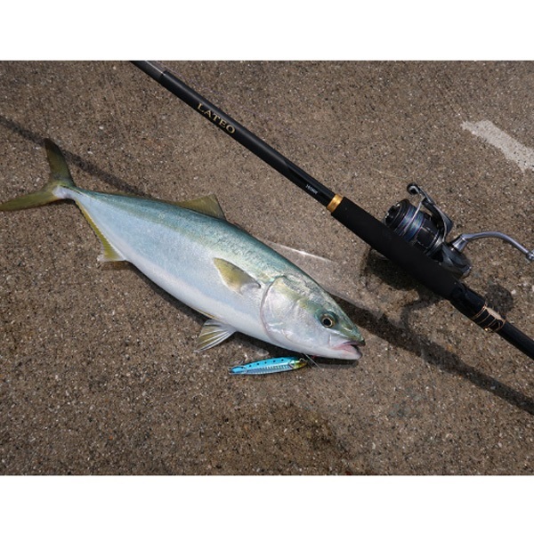 24 ラテオ | イシグロ公式オンラインショップ