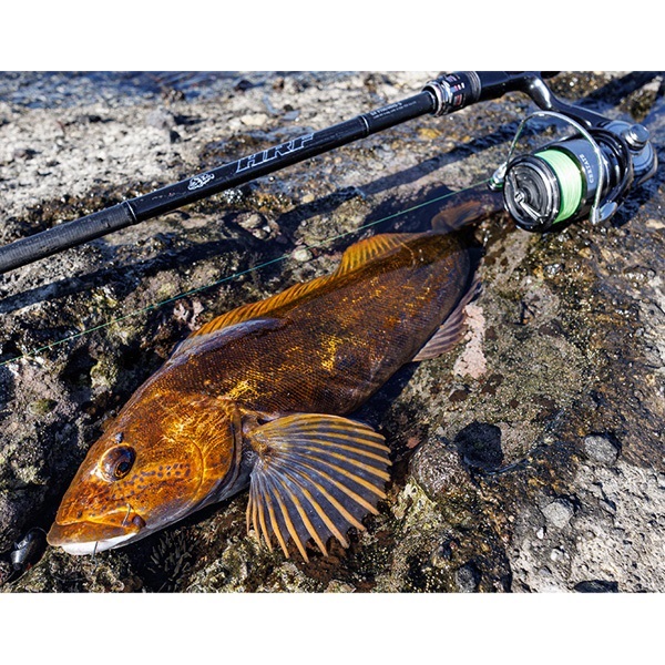 ロッド 25HRF SX 74MHS 楽天市場】ダイワ 25 HRF SX 74MHS スピニングモデル 25HRF SX 74MHS