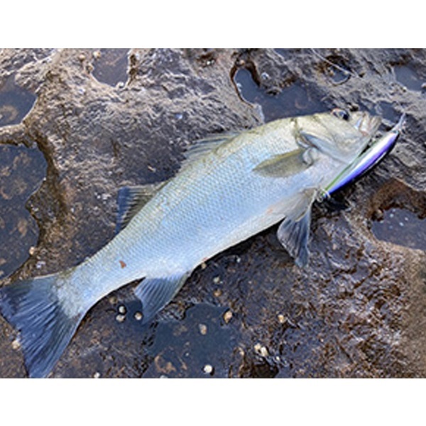 ショアラインシャイナーZ セットアッパー ランカーハンター S-DR