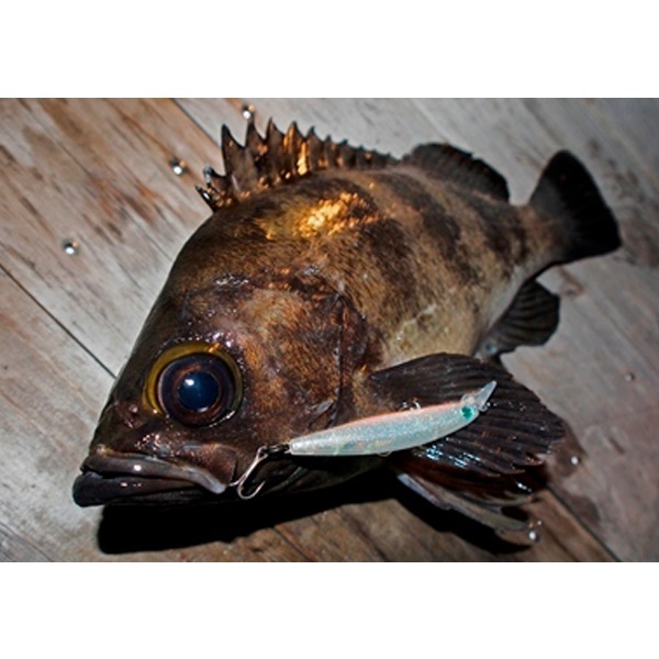 月下美人 漣Z 60F | イシグロ公式オンラインショップ