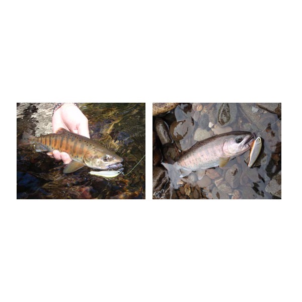 ハッシュ!('01シグロ) ハッシュ!('01シグロ)