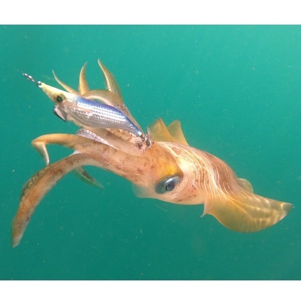 エメラルダスシャイン全色８個セット！ エメラルダスシャイン全色8個セット！ エメラルダスシャイン全色8個