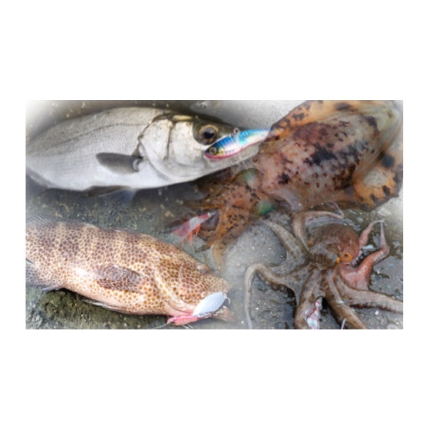 BIGフロロカーボン 50m | イシグロ公式オンラインショップ