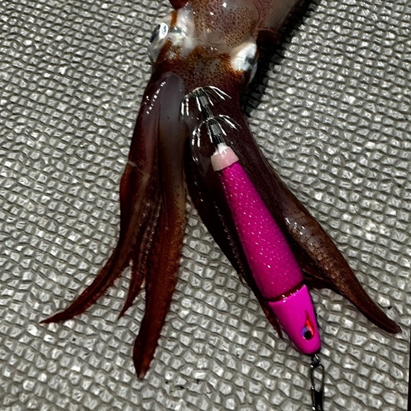 TG服部 25号 | イシグロ公式オンラインショップ